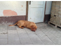 bordeauxska-doga-small-2