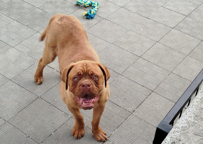 bordeauxska-doga-big-1