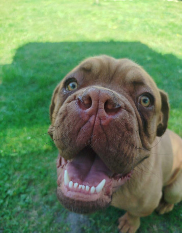 bordeauxska-doga-big-0