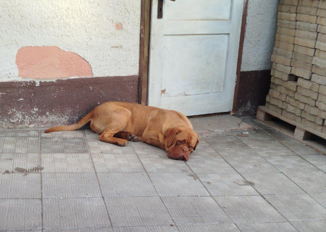 bordeauxska-doga-big-2