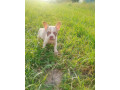 francuzsky-buldocek-small-0