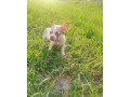 francuzsky-buldocek-small-1