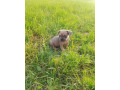 francuzsky-buldocek-small-2