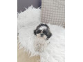 shih-tzu-small-2