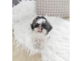 shih-tzu-small-1