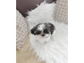 shih-tzu-small-0