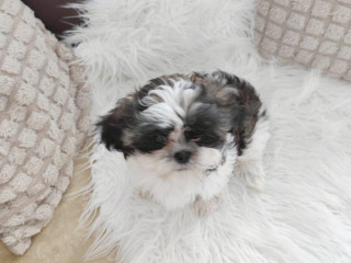 shih-tzu