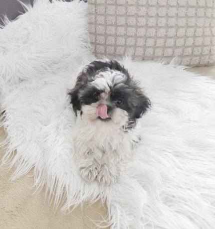 shih-tzu-big-1