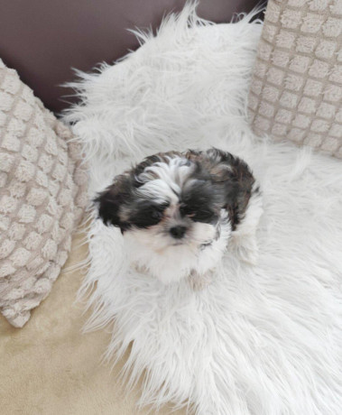 shih-tzu-big-0