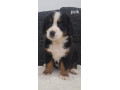 bernsky-salasnicky-pes-small-0