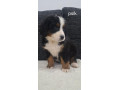bernsky-salasnicky-pes-small-1