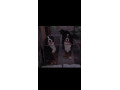 bernsky-salasnicky-pes-small-4