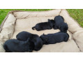 bradac-maly-small-4