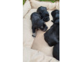 bradac-maly-small-3