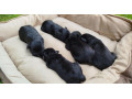 bradac-maly-small-1