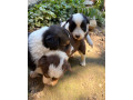 border-kolia-steniatka-small-2