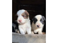 border-kolia-steniatka-small-4