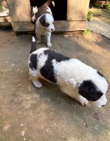 border-kolia-steniatka-big-3