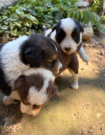 border-kolia-steniatka-big-2