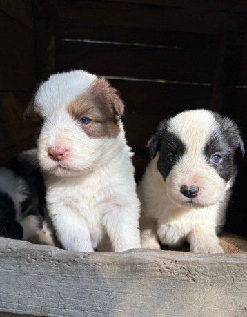 border-kolia-steniatka-big-4