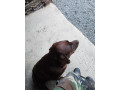 labrador-fenka-small-0