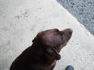 labrador-fenka