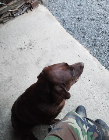 labrador-fenka-big-0
