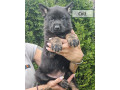 nemecky-ovciak-spp-small-3