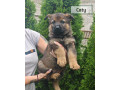 nemecky-ovciak-spp-small-0