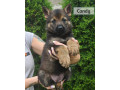 nemecky-ovciak-spp-small-1