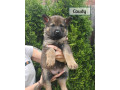 nemecky-ovciak-spp-small-4