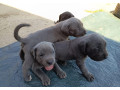 americky-stafordsirsky-terier-small-0