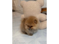 pomeranian-mini-small-1