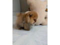 pomeranian-mini-small-2