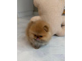 pomeranian-mini-small-0