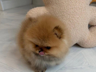 pomeranian-mini