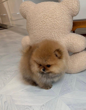 pomeranian-mini-big-1