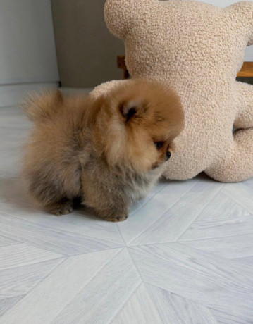 pomeranian-mini-big-2