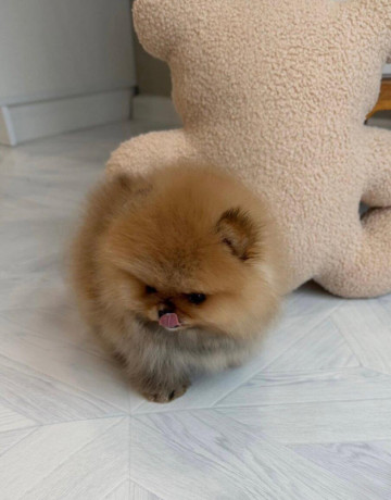 pomeranian-mini-big-0
