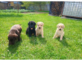 labradorsky-retriver-small-4