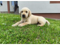 labradorsky-retriver-small-1