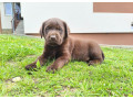 labradorsky-retriver-small-0