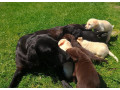 labradorsky-retriver-small-3