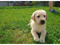 labradorsky-retriver-small-2