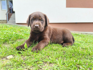 labradorsky-retriver