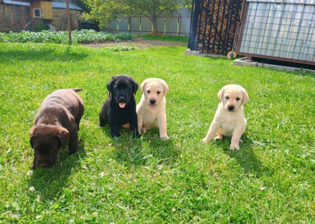labradorsky-retriver-big-4