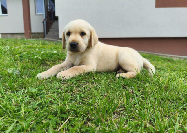 labradorsky-retriver-big-1