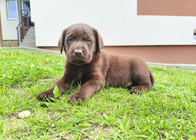 labradorsky-retriver-big-0