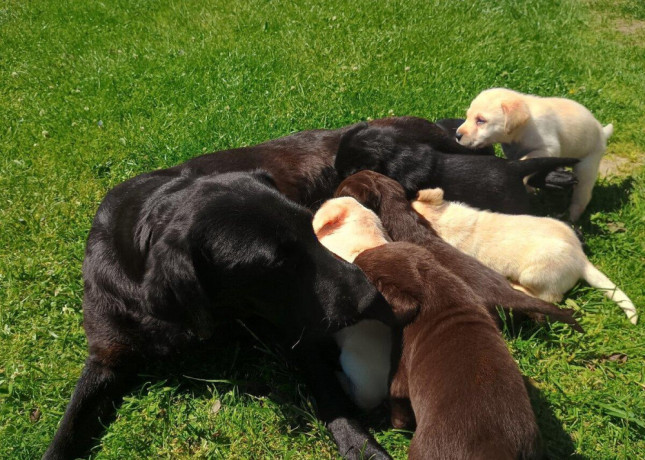 labradorsky-retriver-big-3