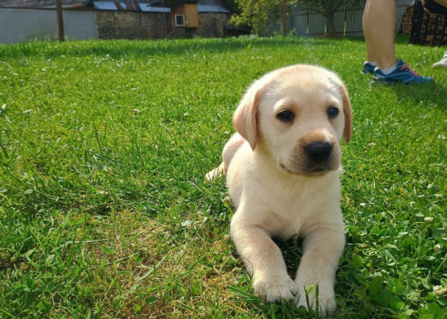 labradorsky-retriver-big-2